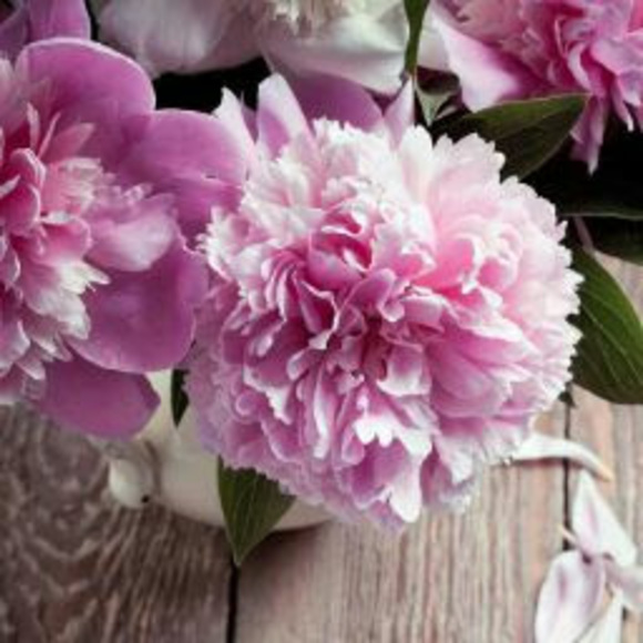 Meet your Posher, Ahmed - Picture 1 of 1